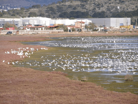 Σε καθεστώς προστασίας ο υγροβιότοπος Βουρκάρι Μεγάρων [εικόνες] | iefimerida.gr 1