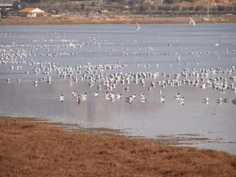 Σε καθεστώς προστασίας ο υγροβιότοπος Βουρκάρι Μεγάρων [εικόνες] | iefimerida.gr 0