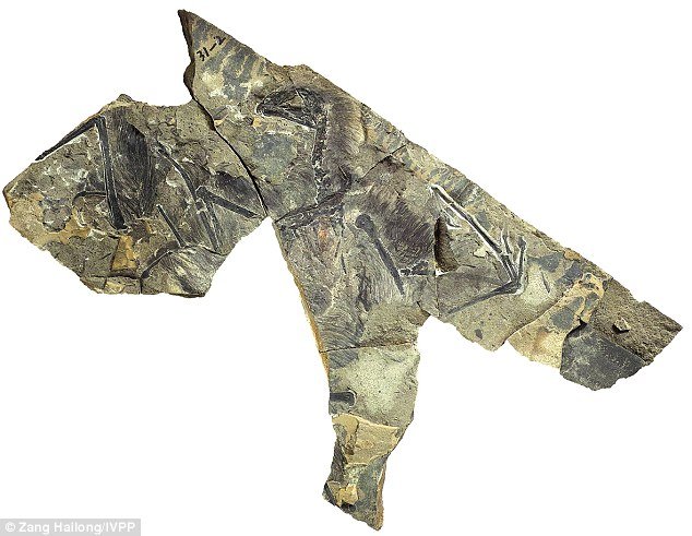Κίνα: Απολίθωμα δεινοσαύρου με φτερούγες νυχτερίδας [εικόνες & βίντεο] | iefimerida.gr 2