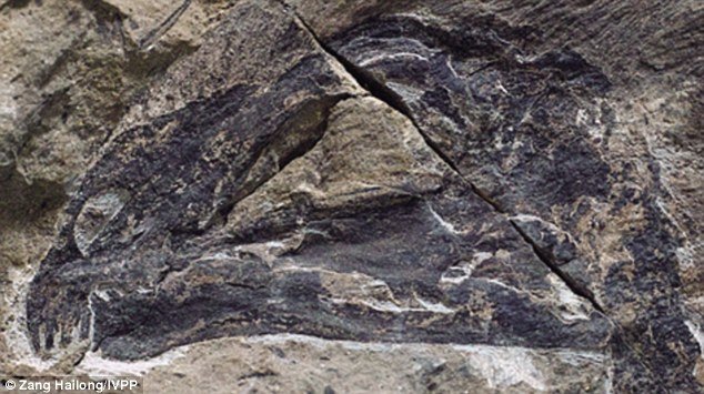Κίνα: Απολίθωμα δεινοσαύρου με φτερούγες νυχτερίδας [εικόνες & βίντεο] | iefimerida.gr 1