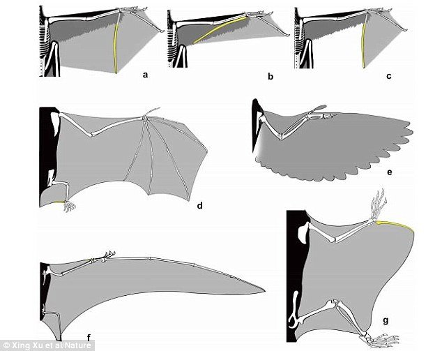 Κίνα: Απολίθωμα δεινοσαύρου με φτερούγες νυχτερίδας [εικόνες & βίντεο] | iefimerida.gr 3