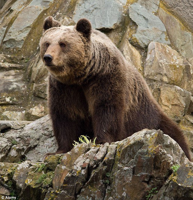 Υμνοι της Daily Mail στα Ζαγοροχώρια: Πηγαίνετε να δείτε τα γεφύρια, πριν «μολυνθούν» από τον τουρισμό [εικόνες & βίντεο] | iefimerida.gr 0