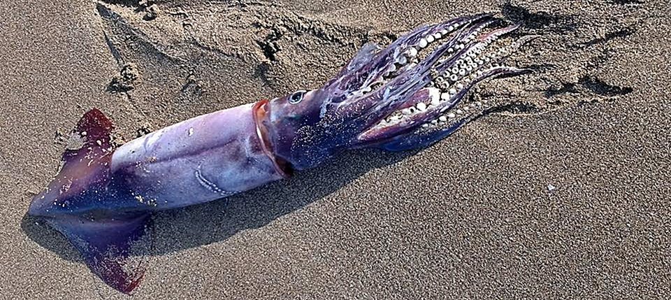 Το κύμα ξέβρασε τεράστιο καλαμάρι στην Ζάκυνθο- Εικόνες που θα ζήλευε ο κάθε ψαράς [εικόνες] | iefimerida.gr 0