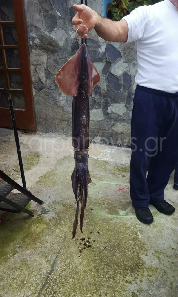 Το κύμα ξέβρασε τεράστιο καλαμάρι στην Ζάκυνθο- Εικόνες που θα ζήλευε ο κάθε ψαράς [εικόνες] | iefimerida.gr 2