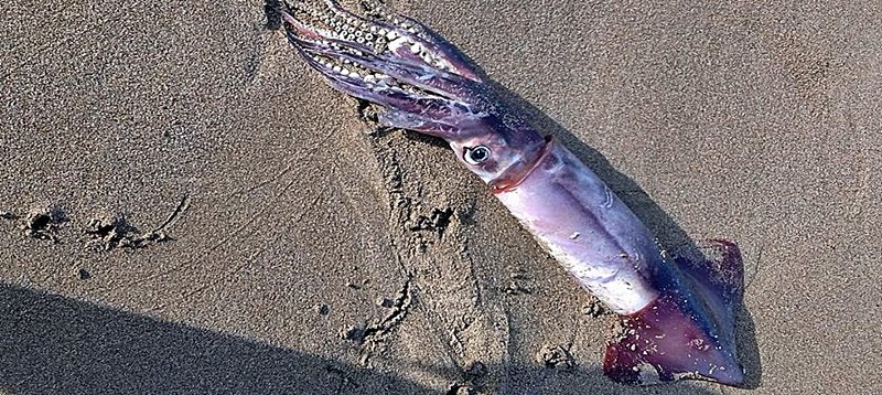 Το κύμα ξέβρασε τεράστιο καλαμάρι στην Ζάκυνθο- Εικόνες που θα ζήλευε ο κάθε ψαράς [εικόνες] | iefimerida.gr 1