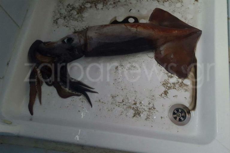 Το κύμα ξέβρασε τεράστιο καλαμάρι στην Ζάκυνθο- Εικόνες που θα ζήλευε ο κάθε ψαράς [εικόνες] | iefimerida.gr 4