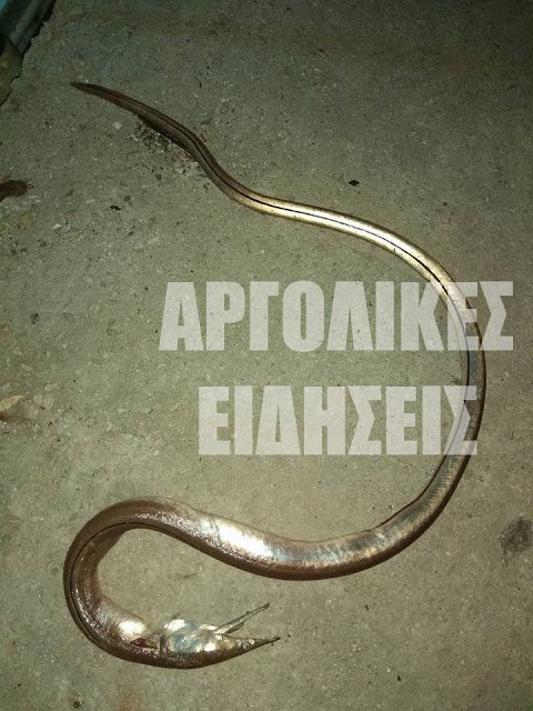 Το τρομακτικό ψάρι που έπιασε ψαράς στο Ναύπλιο -Εχει μήκος 1,5 μέτρο [εικόνες] | iefimerida.gr 1