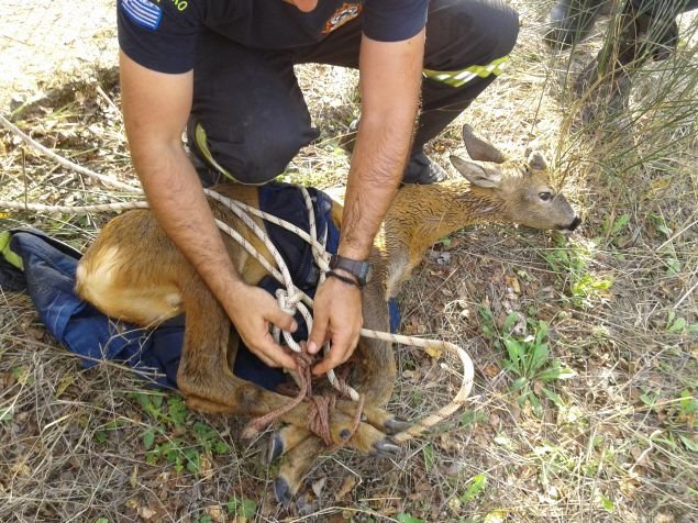 Καρέ καρέ η επιχείρηση της πυροσβεστικής για την διάσωση ζαρκαδιού από κανάλι στο φράγμα του Μόρνου [εικόνες] | iefimerida.gr 0