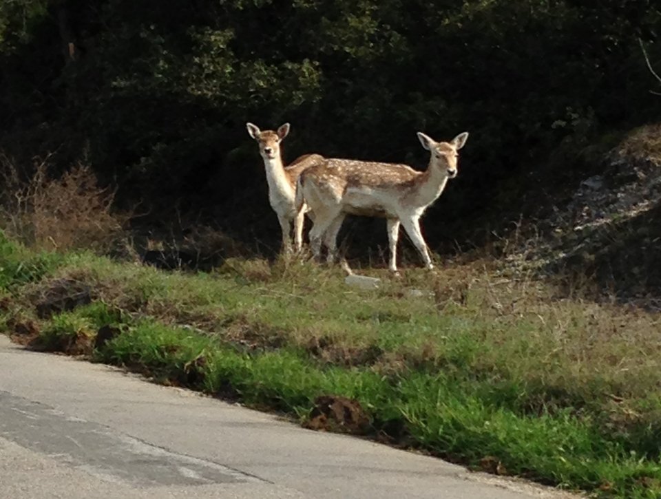 Kαι ξαφνικά στο Σέιχ Σου εμφανίστηκαν δυο ζαρκάδια!  [εικόνες] | iefimerida.gr 1