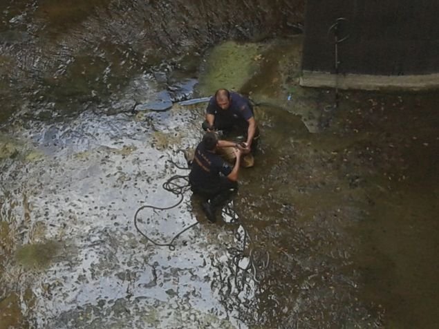 Καρέ καρέ η επιχείρηση της πυροσβεστικής για την διάσωση ζαρκαδιού από κανάλι στο φράγμα του Μόρνου [εικόνες] | iefimerida.gr 2