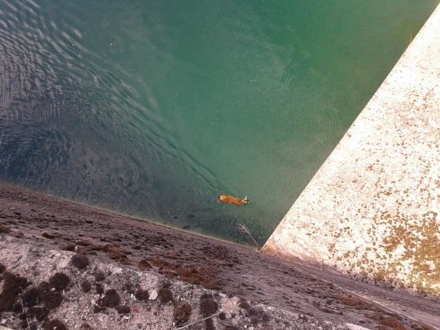 Καρέ καρέ η επιχείρηση της πυροσβεστικής για την διάσωση ζαρκαδιού από κανάλι στο φράγμα του Μόρνου [εικόνες] | iefimerida.gr 3