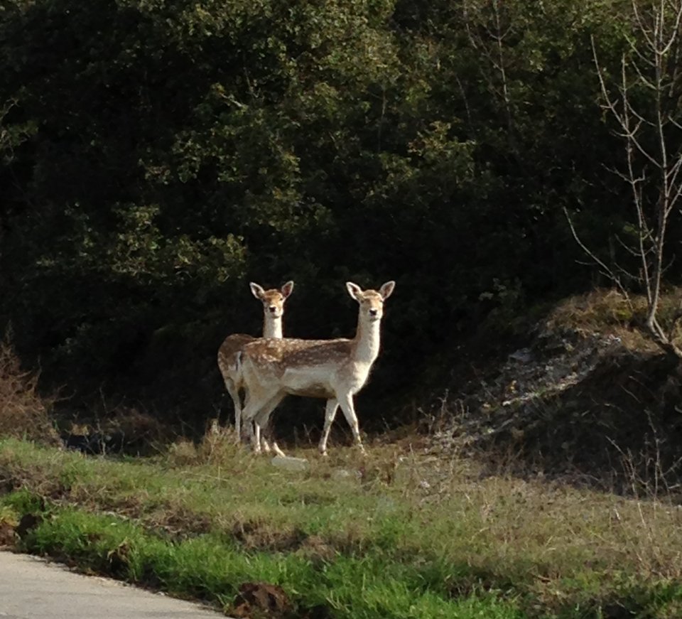 Kαι ξαφνικά στο Σέιχ Σου εμφανίστηκαν δυο ζαρκάδια!  [εικόνες] | iefimerida.gr 0
