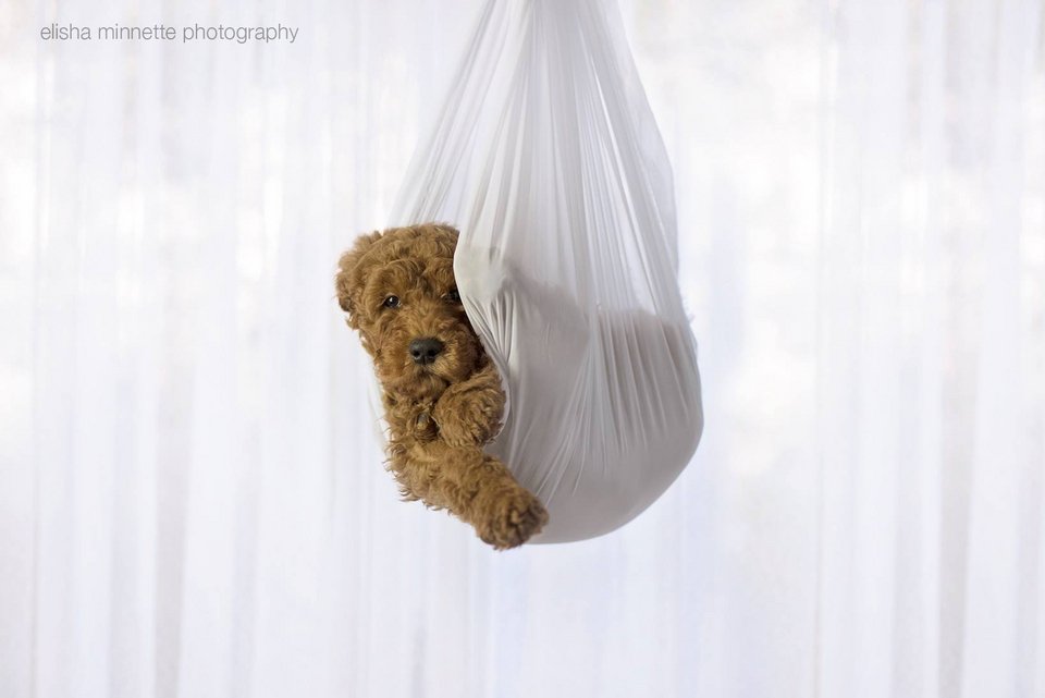 Βαρέθηκαν να τους ρωτούν «πότε θα κάνετε παιδί» και φωτογραφήθηκαν με το σκύλο τους σαν να ήταν... μωρό -Κλαίει το διαδικτύο [εικόνες] | iefimerida.gr 6