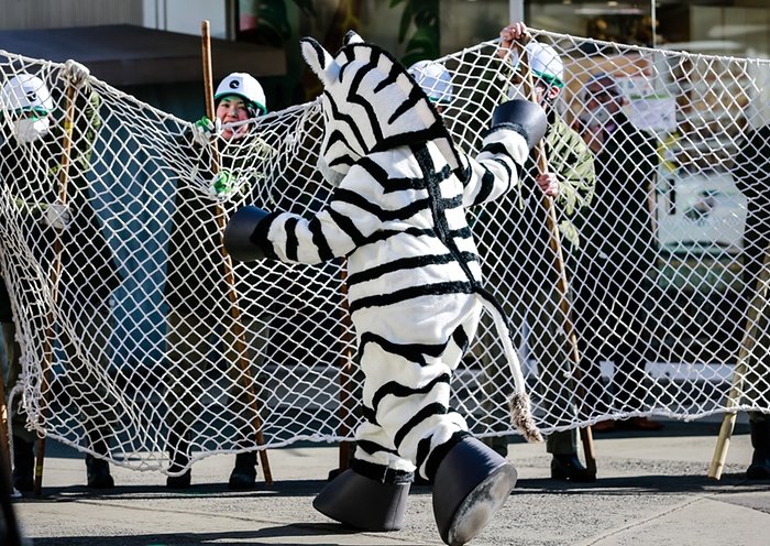 Ζέβρα το έσκασε από το κλουβί της σε ζωολογικό κήπο -Μόνο που ήταν... άνθρωπος [εικόνες] | iefimerida.gr 1