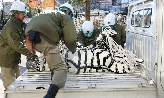 Ζέβρα το έσκασε από το κλουβί της σε ζωολογικό κήπο -Μόνο που ήταν... άνθρωπος [εικόνες] | iefimerida.gr 6