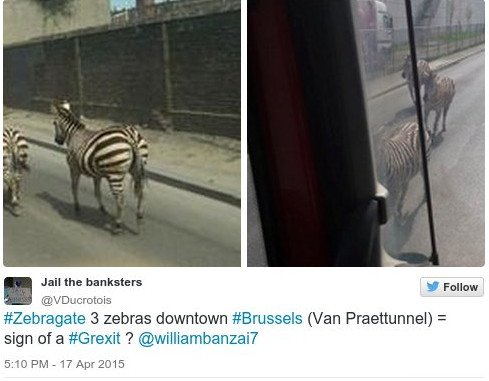 Οι ζέβρες το σκασαν  και έκαναν άνω κάτω τις Βρυξέλλες [εικόνες & βίντεο] | iefimerida.gr 0