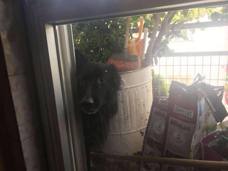 Θυσιάσαμε τα κοσμήματα, όχι το σκύλο- Θύματα ληστείας μιλούν στο iefimerida [βίντεο] | iefimerida.gr 1