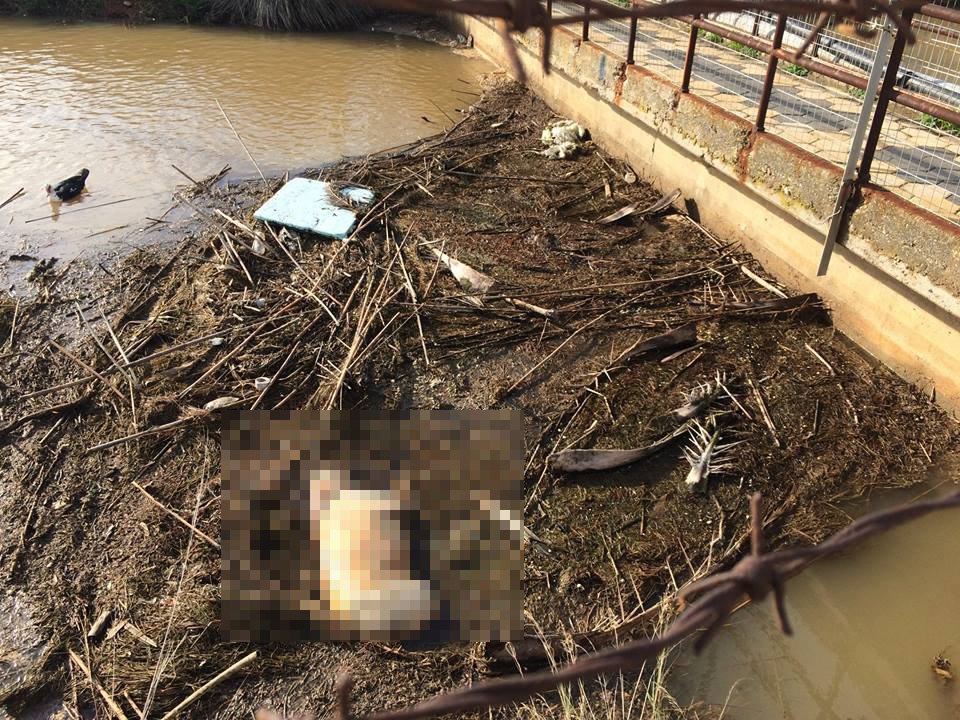 Όπως μπορεί να δει κανείς από τις φωτογραφίες διακρίνεται το κουφάρι ενός σκύλου, το οποίο όμως δεν είναι το μοναδικό νεκρό ζώο.