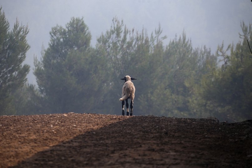 Πολλά ζώα νεκρά ή με εγκαύματα από τις πυρκαγιές | iefimerida.gr 1