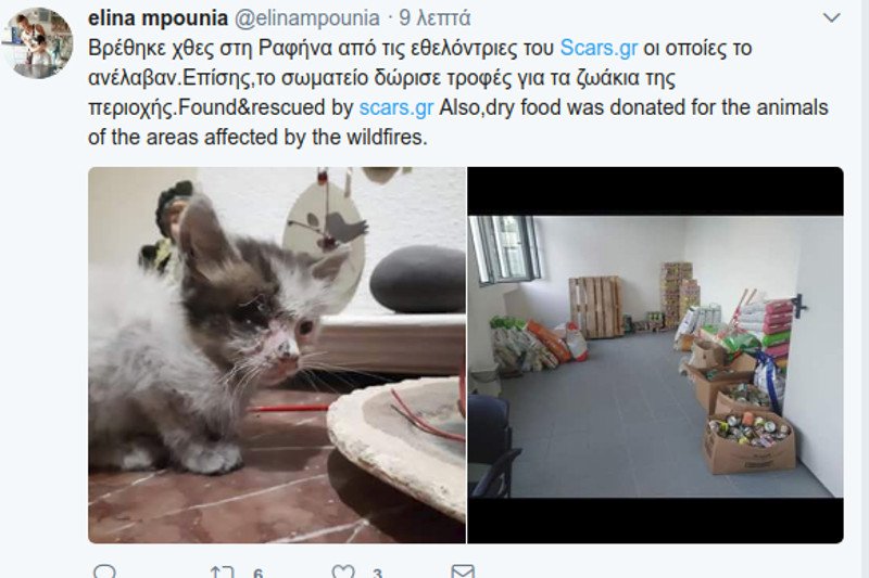 Μάτι: Σκυλιά και γάτες με εγκαύματα, σώθηκαν και ψάχνουν τους ιδιοκτήτες τους [εικόνες] | iefimerida.gr 0