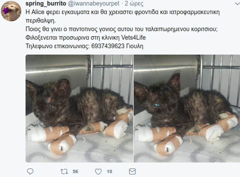 Μάτι: Σκυλιά και γάτες με εγκαύματα, σώθηκαν και ψάχνουν τους ιδιοκτήτες τους [εικόνες] | iefimerida.gr 3