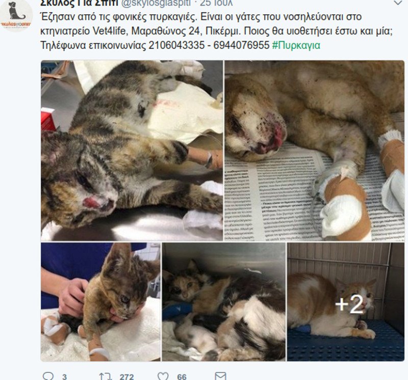 Μάτι: Σκυλιά και γάτες με εγκαύματα, σώθηκαν και ψάχνουν τους ιδιοκτήτες τους [εικόνες] | iefimerida.gr 4