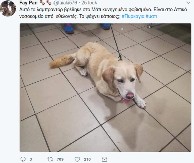 Μάτι: Σκυλιά και γάτες με εγκαύματα, σώθηκαν και ψάχνουν τους ιδιοκτήτες τους [εικόνες] | iefimerida.gr 1
