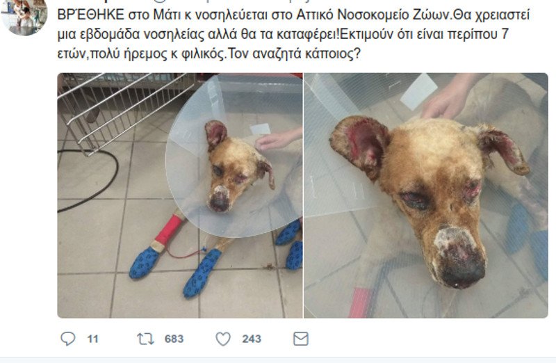 Μάτι: Σκυλιά και γάτες με εγκαύματα, σώθηκαν και ψάχνουν τους ιδιοκτήτες τους [εικόνες] | iefimerida.gr 6