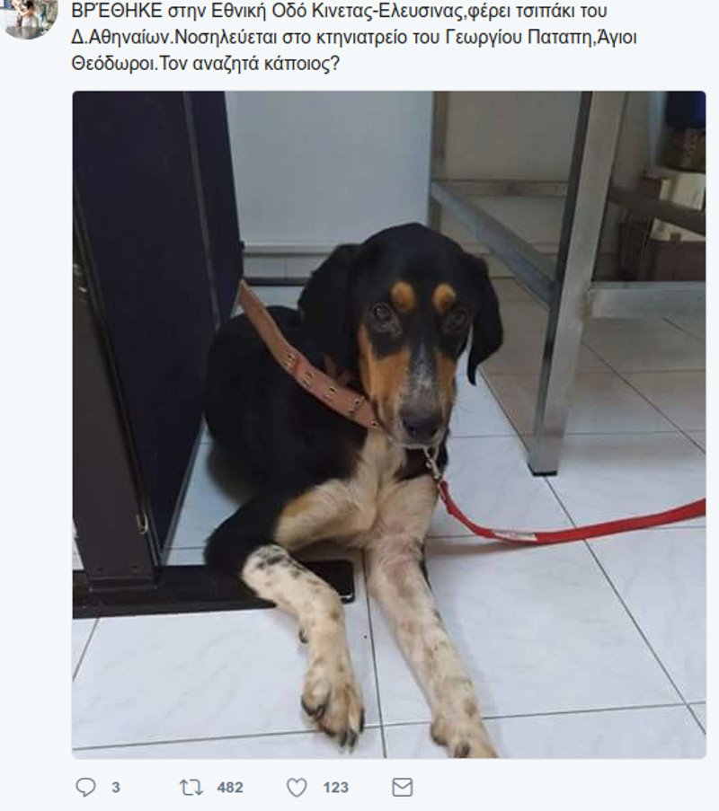 Μάτι: Σκυλιά και γάτες με εγκαύματα, σώθηκαν και ψάχνουν τους ιδιοκτήτες τους [εικόνες] | iefimerida.gr 8