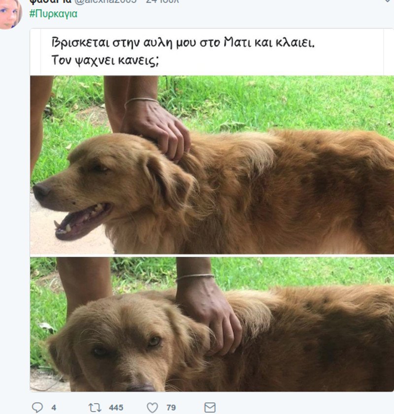 Μάτι: Σκυλιά και γάτες με εγκαύματα, σώθηκαν και ψάχνουν τους ιδιοκτήτες τους [εικόνες] | iefimerida.gr 9