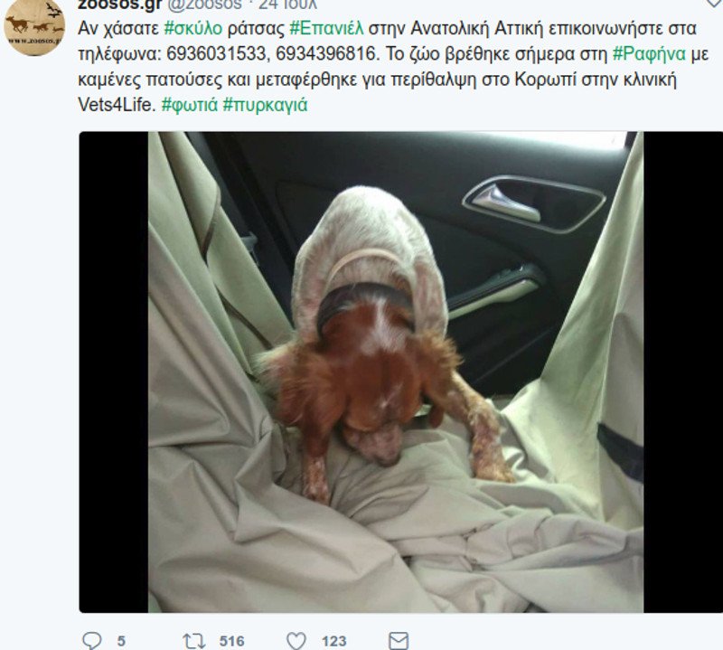 Μάτι: Σκυλιά και γάτες με εγκαύματα, σώθηκαν και ψάχνουν τους ιδιοκτήτες τους [εικόνες] | iefimerida.gr 10