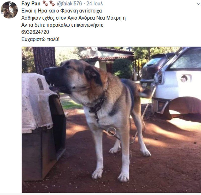 Μάτι: Σκυλιά και γάτες με εγκαύματα, σώθηκαν και ψάχνουν τους ιδιοκτήτες τους [εικόνες] | iefimerida.gr 11