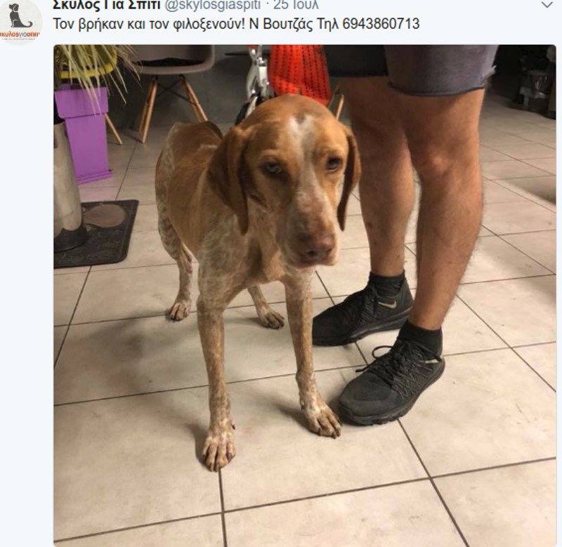 Μάτι: Σκυλιά και γάτες με εγκαύματα, σώθηκαν και ψάχνουν τους ιδιοκτήτες τους [εικόνες] | iefimerida.gr 7