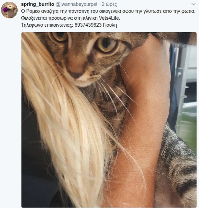 Μάτι: Σκυλιά και γάτες με εγκαύματα, σώθηκαν και ψάχνουν τους ιδιοκτήτες τους [εικόνες] | iefimerida.gr 2