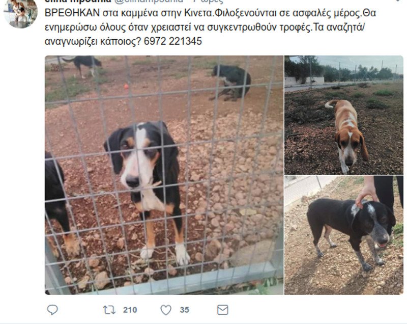 Μάτι: Σκυλιά και γάτες με εγκαύματα, σώθηκαν και ψάχνουν τους ιδιοκτήτες τους [εικόνες] | iefimerida.gr 5