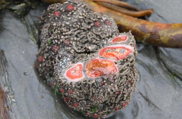 «Ζωντανός» βράχος με... σπλάγχνα και αίμα κάνει το γύρο του διαδικτύου [εικόνες+βίντεο] | iefimerida.gr 0