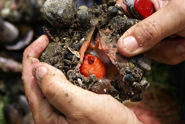 Το πιο περιέργο πλάσμα της θάλασσας - Ενας ζωντανός, πεντανόστιμος βράχος [εικόνες] | iefimerida.gr 1