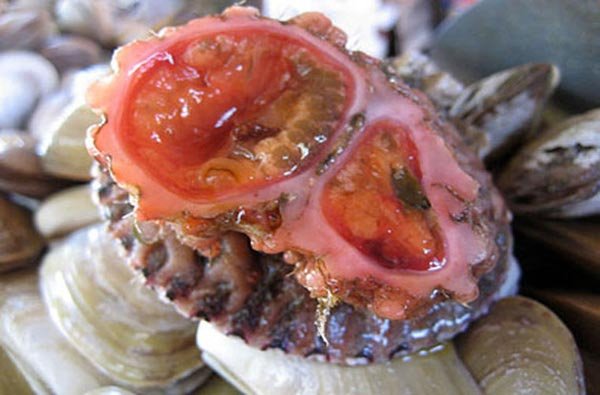 Το πιο περιέργο πλάσμα της θάλασσας - Ενας ζωντανός, πεντανόστιμος βράχος [εικόνες] | iefimerida.gr 2