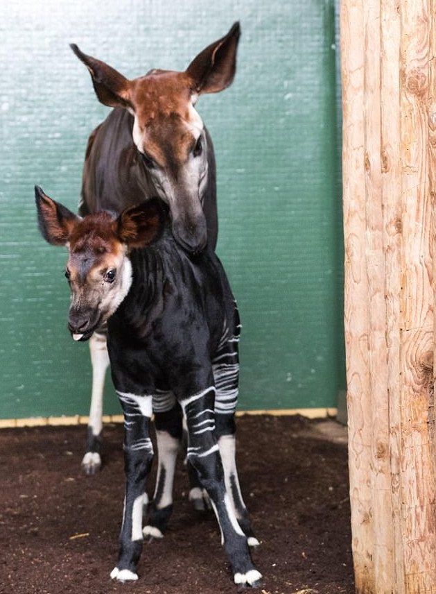 Βάφτισαν Μέγκαν Μαρκλ ένα νεογέννητο Oκάπι -Είναι είδος υπό εξαφάνιση [εικόνες & βίντεο] | iefimerida.gr 0