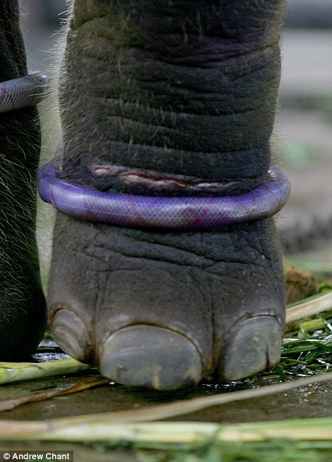 Ασύλληπτες εικόνες από τον πιο βάναυσο ζωολογικό κήπο του κόσμου – Πάνω από 50 ζώα έχουν πεθάνει τους τελευταίους τρεις μήνες [εικόνες]  | iefimerida.gr 2