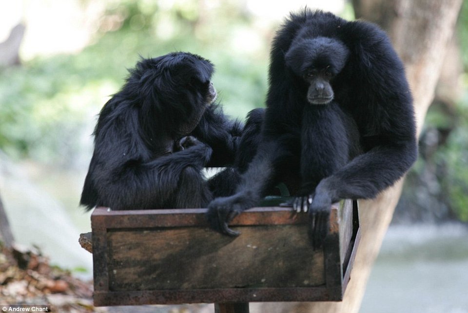 Ασύλληπτες εικόνες από τον πιο βάναυσο ζωολογικό κήπο του κόσμου – Πάνω από 50 ζώα έχουν πεθάνει τους τελευταίους τρεις μήνες [εικόνες]  | iefimerida.gr 5