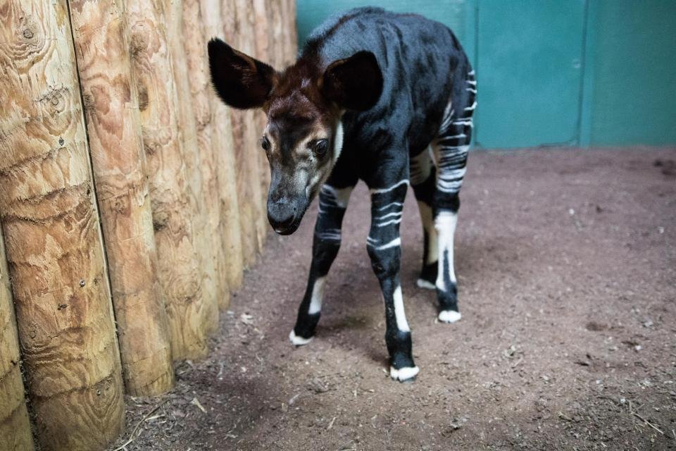 Βάφτισαν Μέγκαν Μαρκλ ένα νεογέννητο Oκάπι -Είναι είδος υπό εξαφάνιση [εικόνες & βίντεο] | iefimerida.gr 1