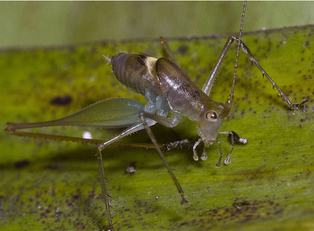 Είκοσι άγνωστα είδη ζώων παρουσιάζουν οι επιστήμονες [εικόνες] | iefimerida.gr 0
