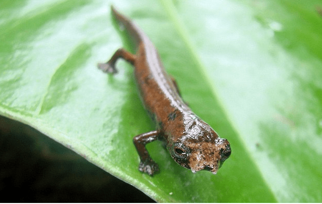 Είκοσι άγνωστα είδη ζώων παρουσιάζουν οι επιστήμονες [εικόνες] | iefimerida.gr 9
