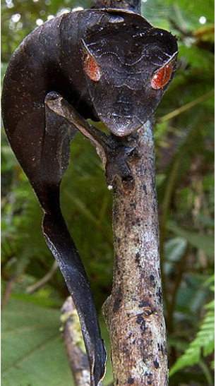 Είκοσι άγνωστα είδη ζώων παρουσιάζουν οι επιστήμονες [εικόνες] | iefimerida.gr 10