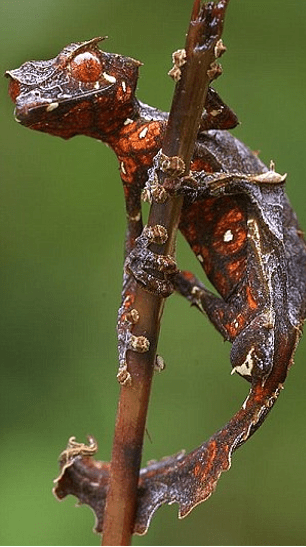 Είκοσι άγνωστα είδη ζώων παρουσιάζουν οι επιστήμονες [εικόνες] | iefimerida.gr 11