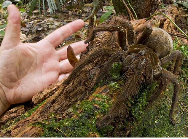 Είκοσι άγνωστα είδη ζώων παρουσιάζουν οι επιστήμονες [εικόνες] | iefimerida.gr 12