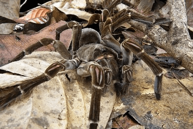 Είκοσι άγνωστα είδη ζώων παρουσιάζουν οι επιστήμονες [εικόνες] | iefimerida.gr 13