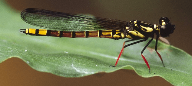 Είκοσι άγνωστα είδη ζώων παρουσιάζουν οι επιστήμονες [εικόνες] | iefimerida.gr 14