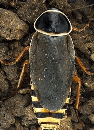 Είκοσι άγνωστα είδη ζώων παρουσιάζουν οι επιστήμονες [εικόνες] | iefimerida.gr 15
